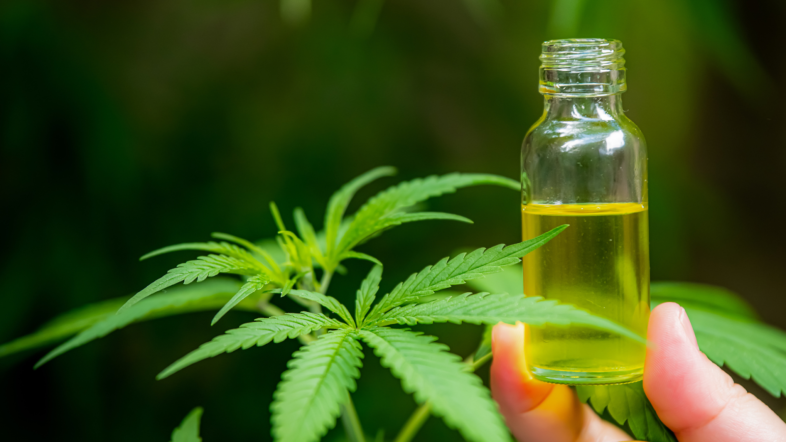 What is Full Spectrum CBD?